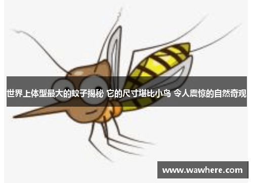 世界上体型最大的蚊子揭秘 它的尺寸堪比小鸟 令人震惊的自然奇观